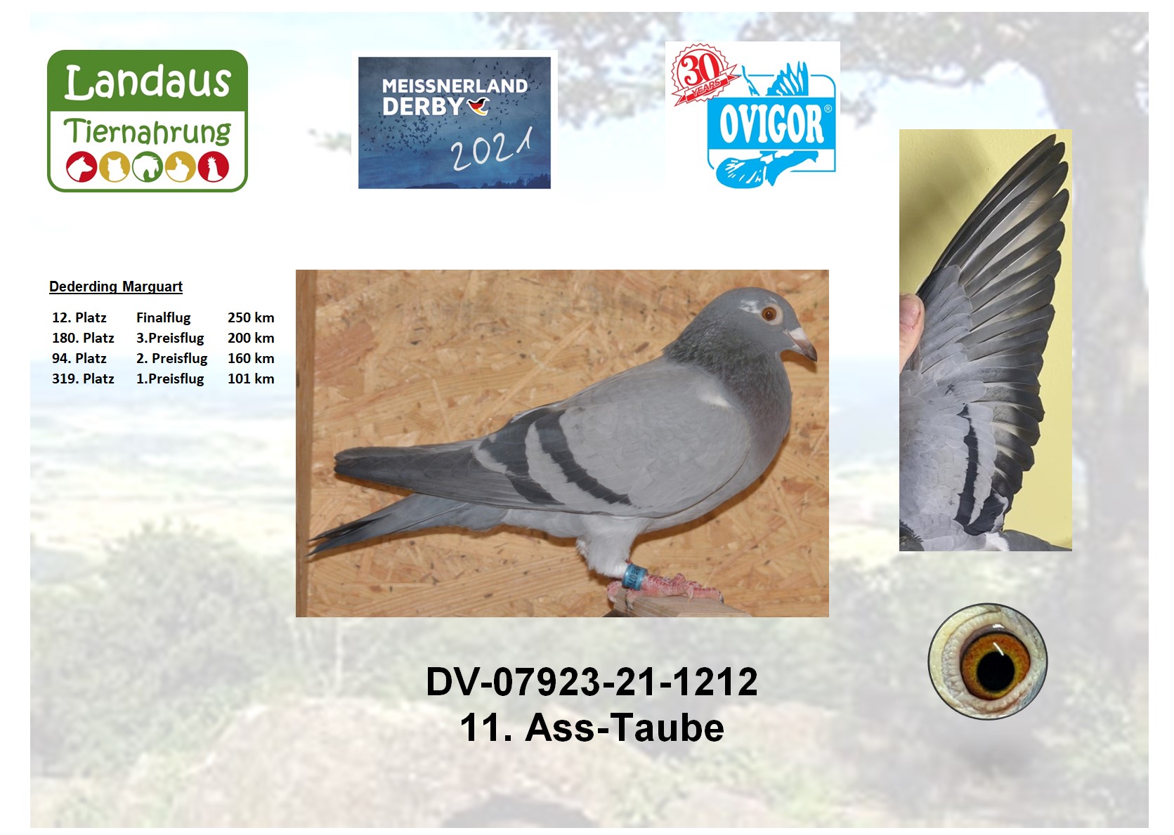 12. Taube
