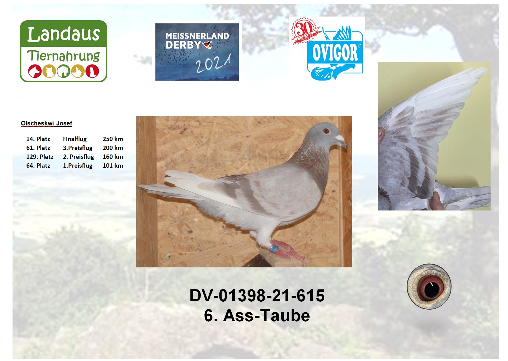14. Taube